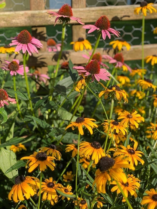 Echinacea and black eyed susans, thewoksoflife.com