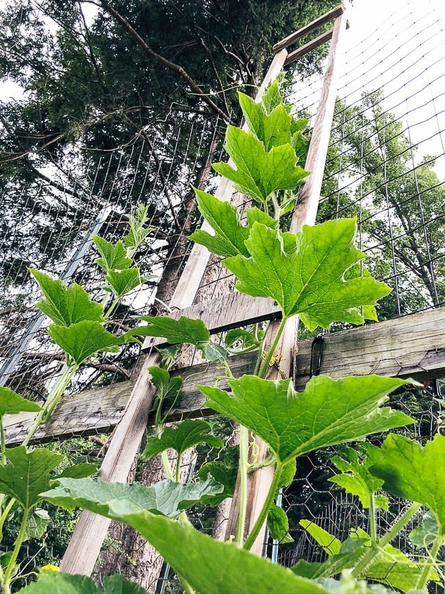 Winter melon plant, thewoksoflife.com