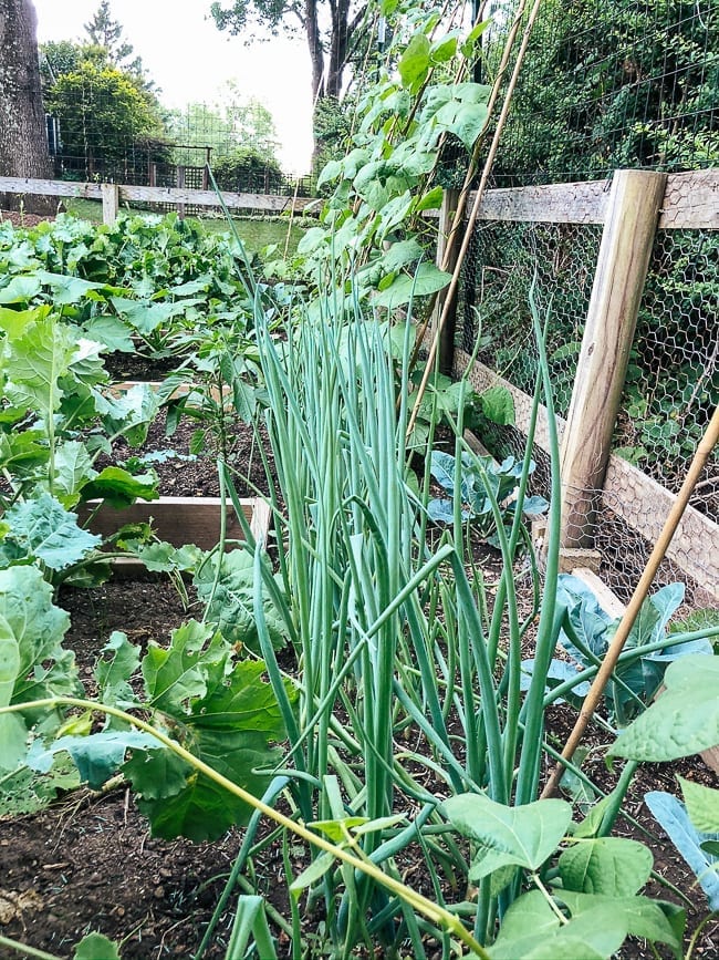 Scallion plants, thewoksoflife.com