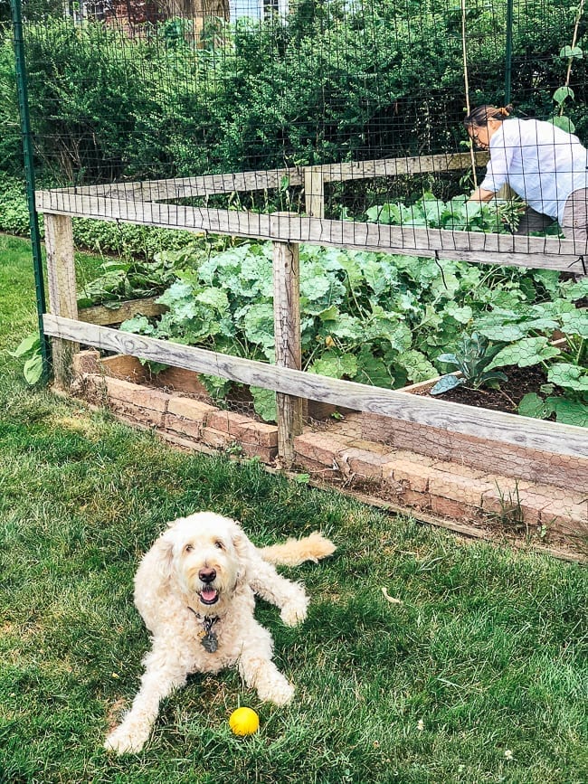 Barley in The Woks of Life garden, thewoksoflife.com