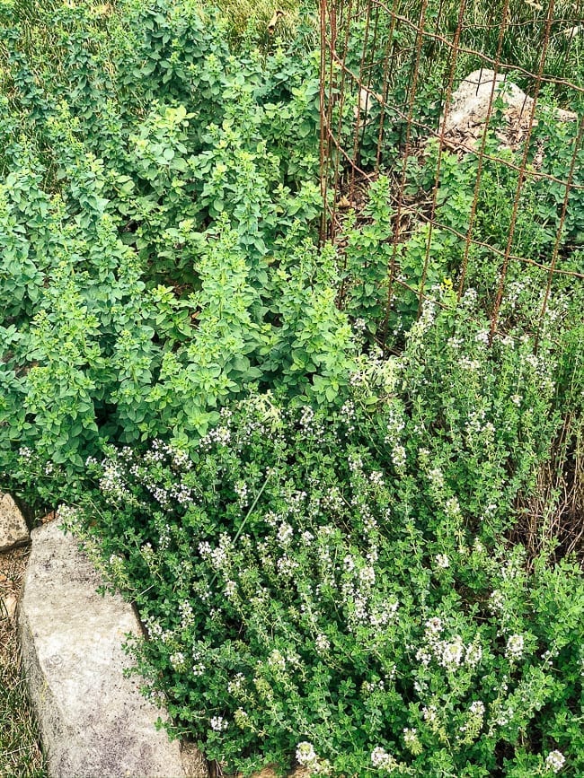 Oregano and thyme, thewoksoflife.com