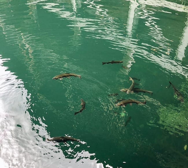 Fish in Mohonk Lake, thewoksoflife.com