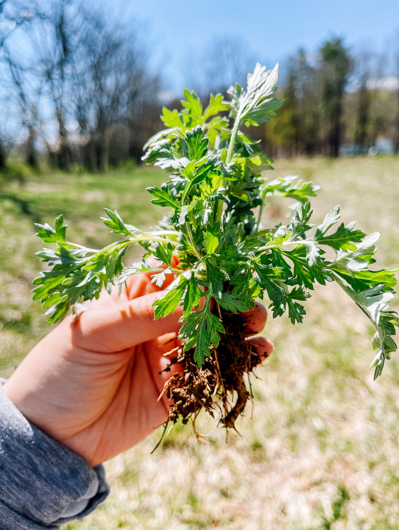 Mugwort plant with root ball