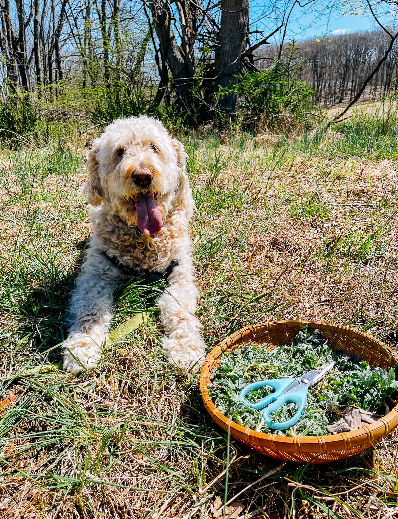 Foraging for mugwort with Barley the Goldendoodle