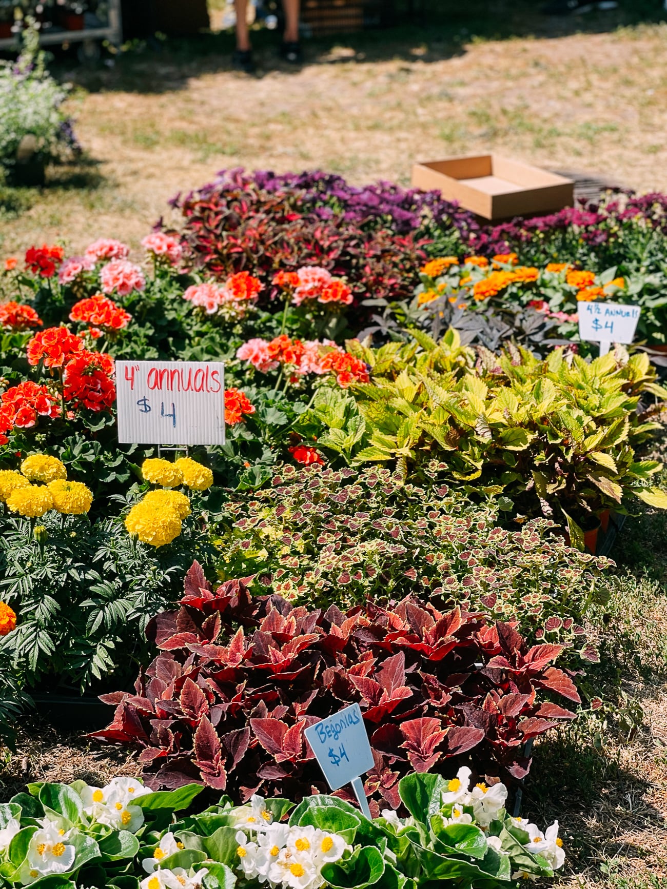 Flowers at Lincoln Park Farmer's Market