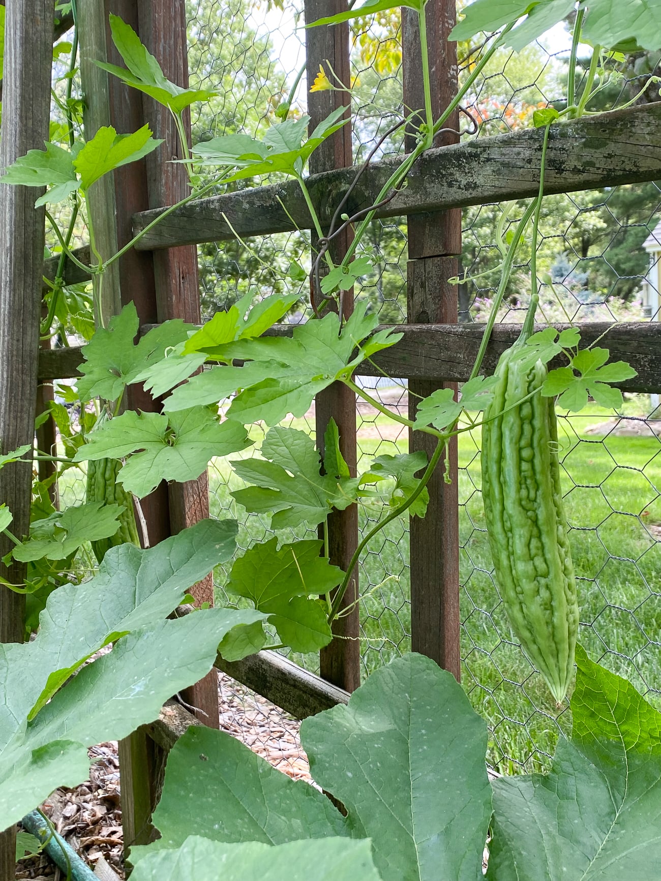 bitter melon growing on vine