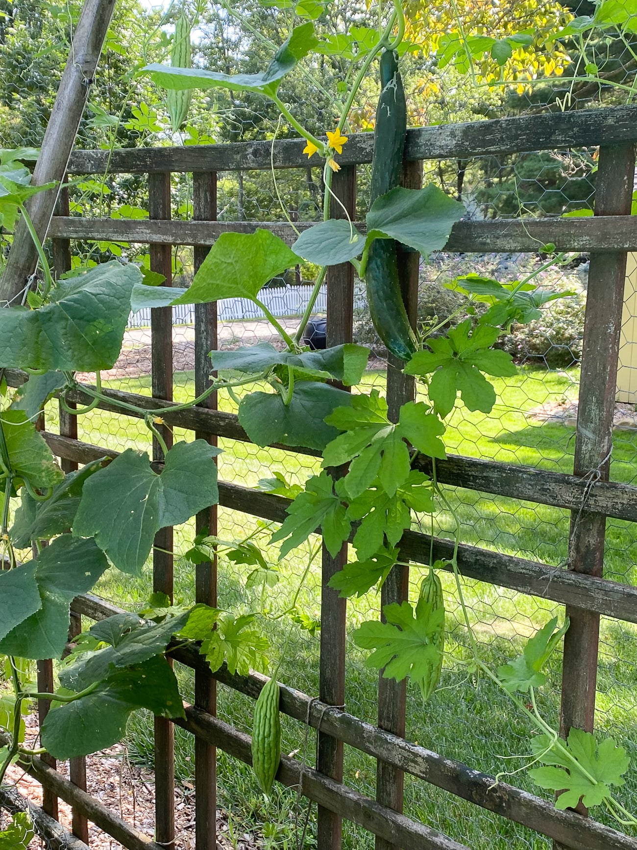Bitter melon plant next to cucumber plant