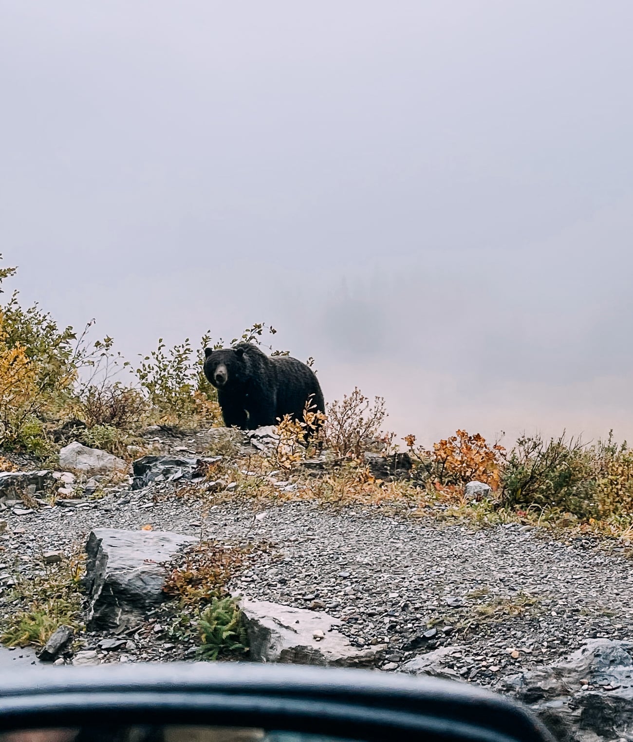 Grizzly bear on side of the road at Logan Pass in Glacier National Park