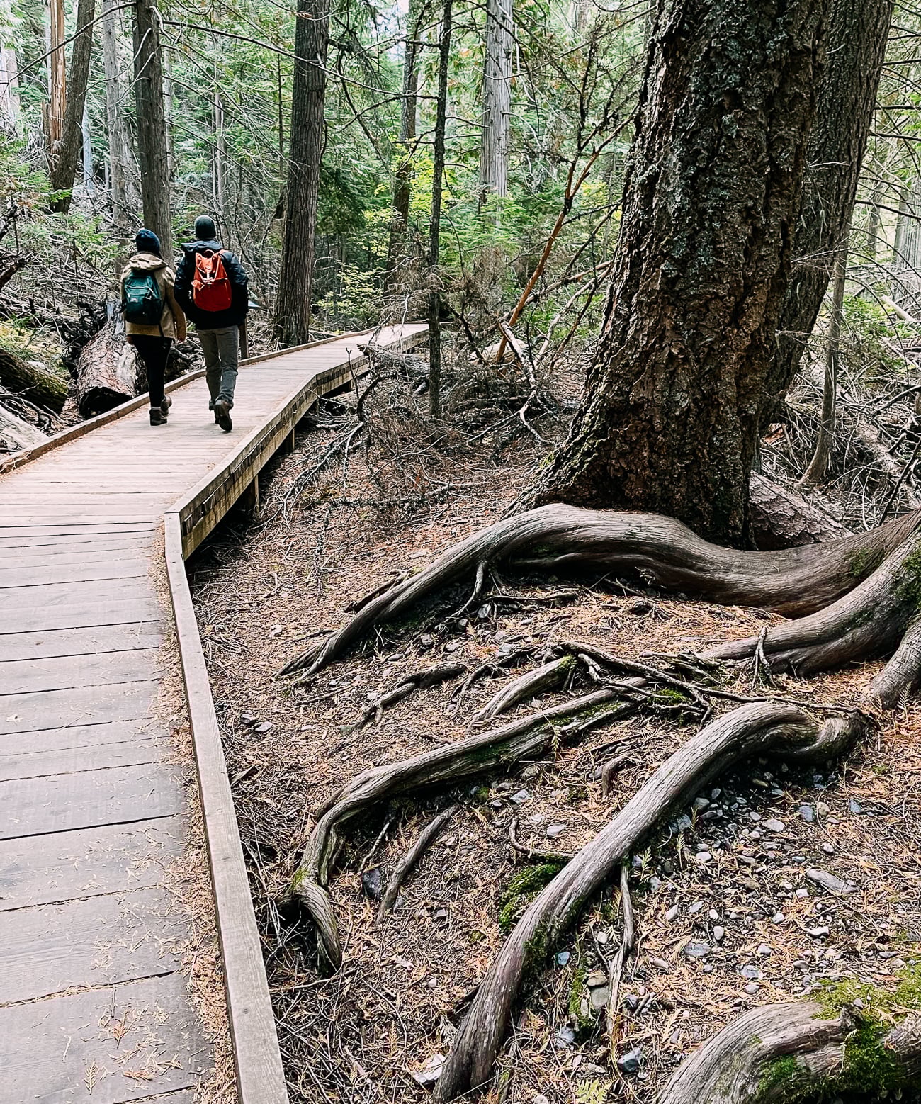 Sarah and Justin on boardwalk of Trail of the Cedars