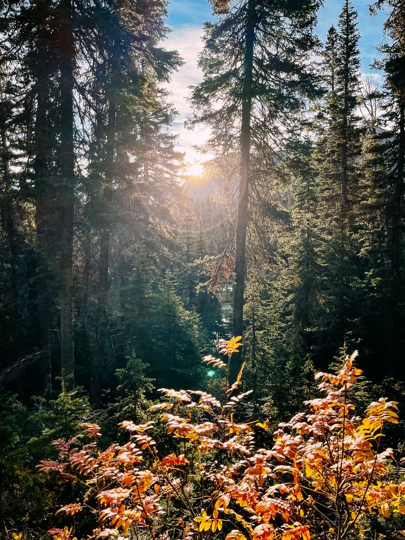 Forest on trail to Pitamakan Pass