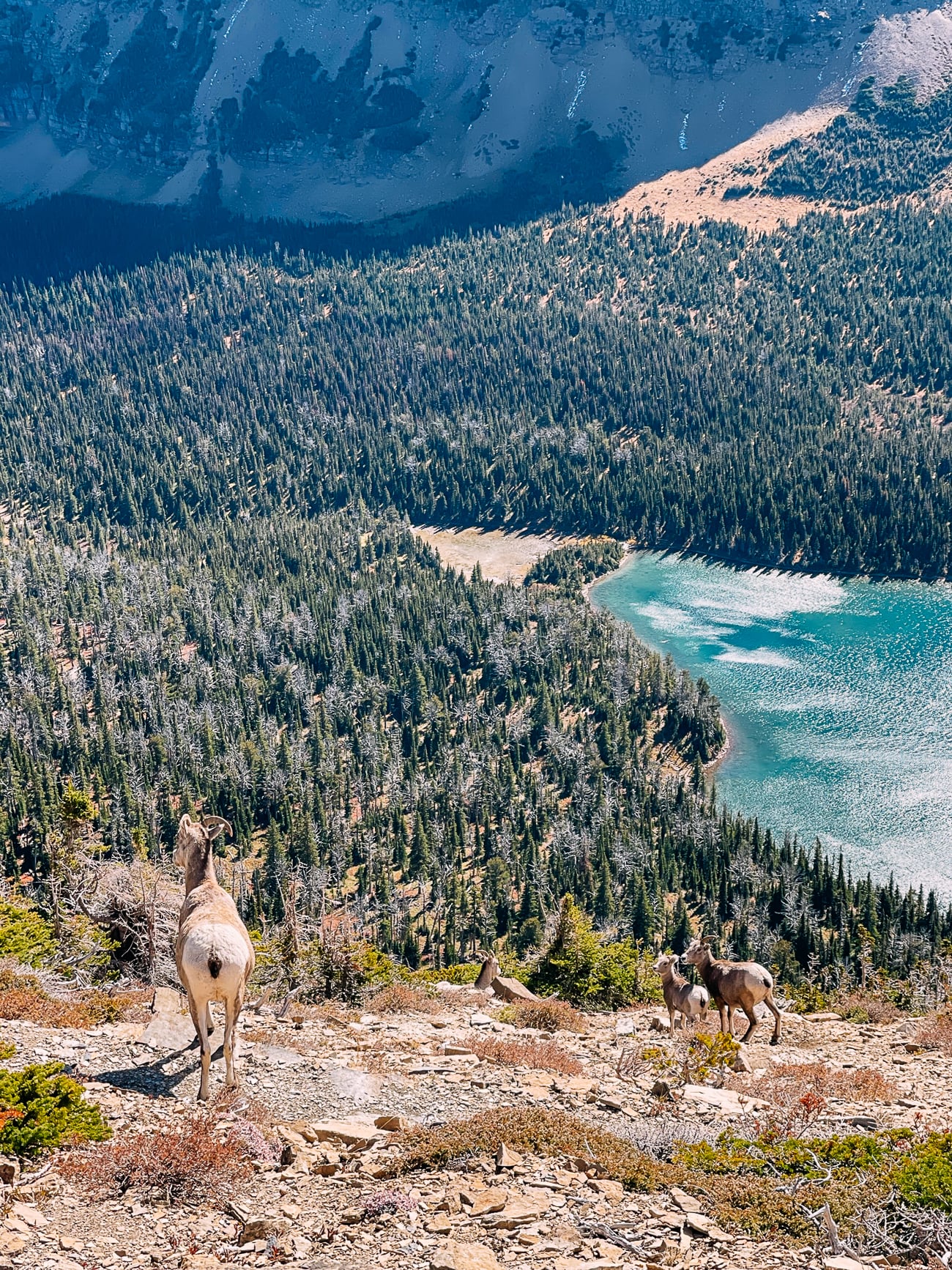 Bighorn sheep on slopes above Old Man Lake