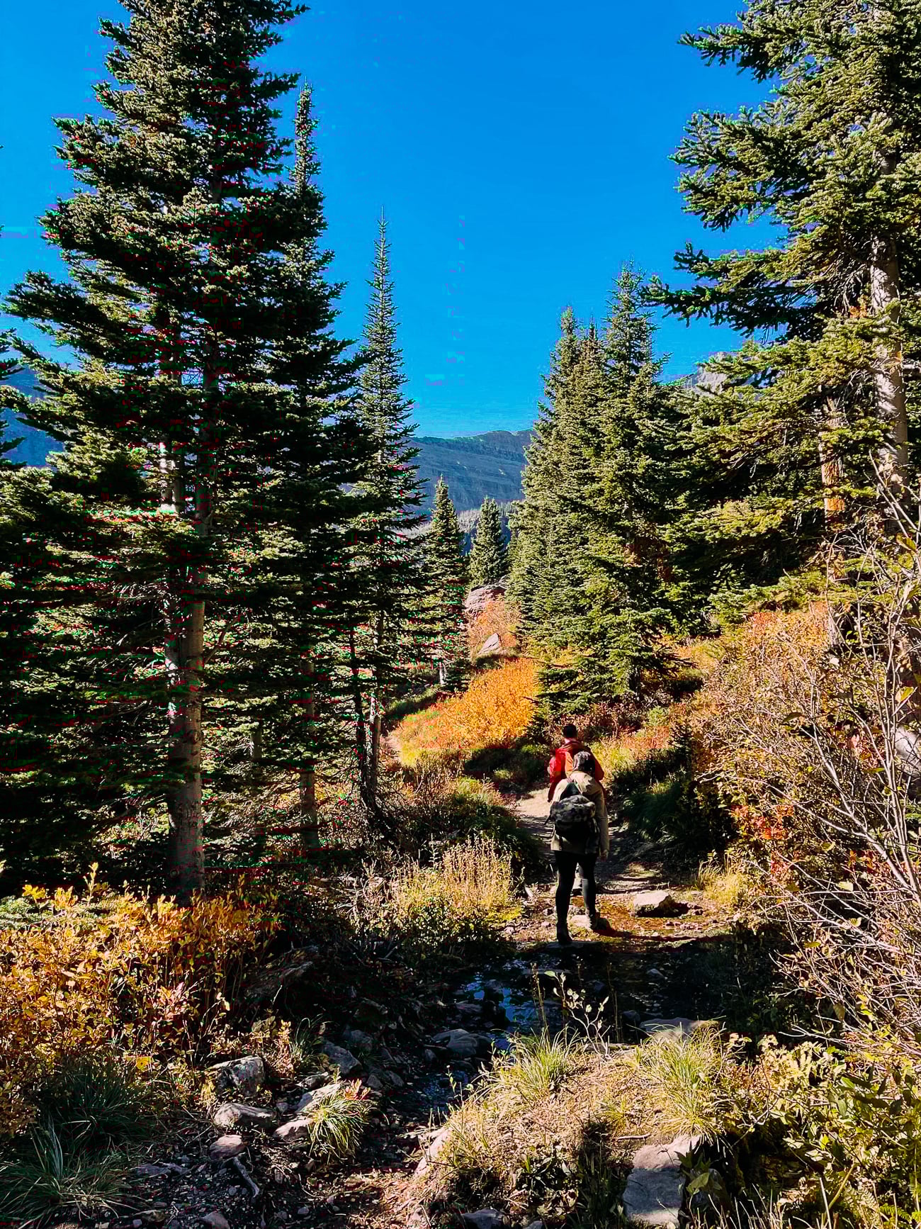 Hiking through mixed forest and meadow in Glacier National Park