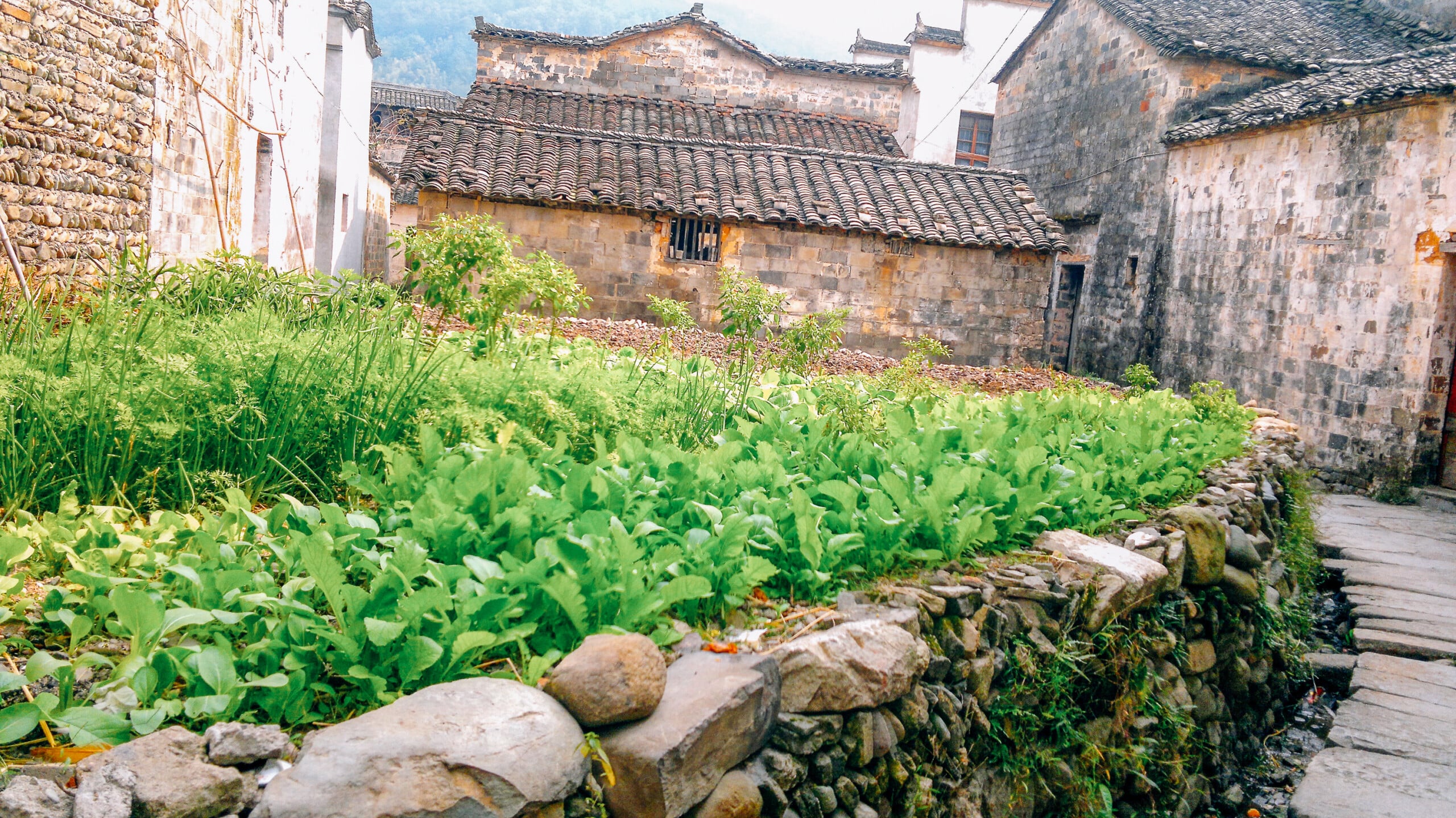 Chinese Vegetable Garden in Village of Hongcun