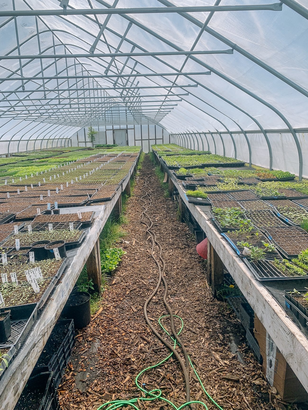 Choy Division Greenhouse