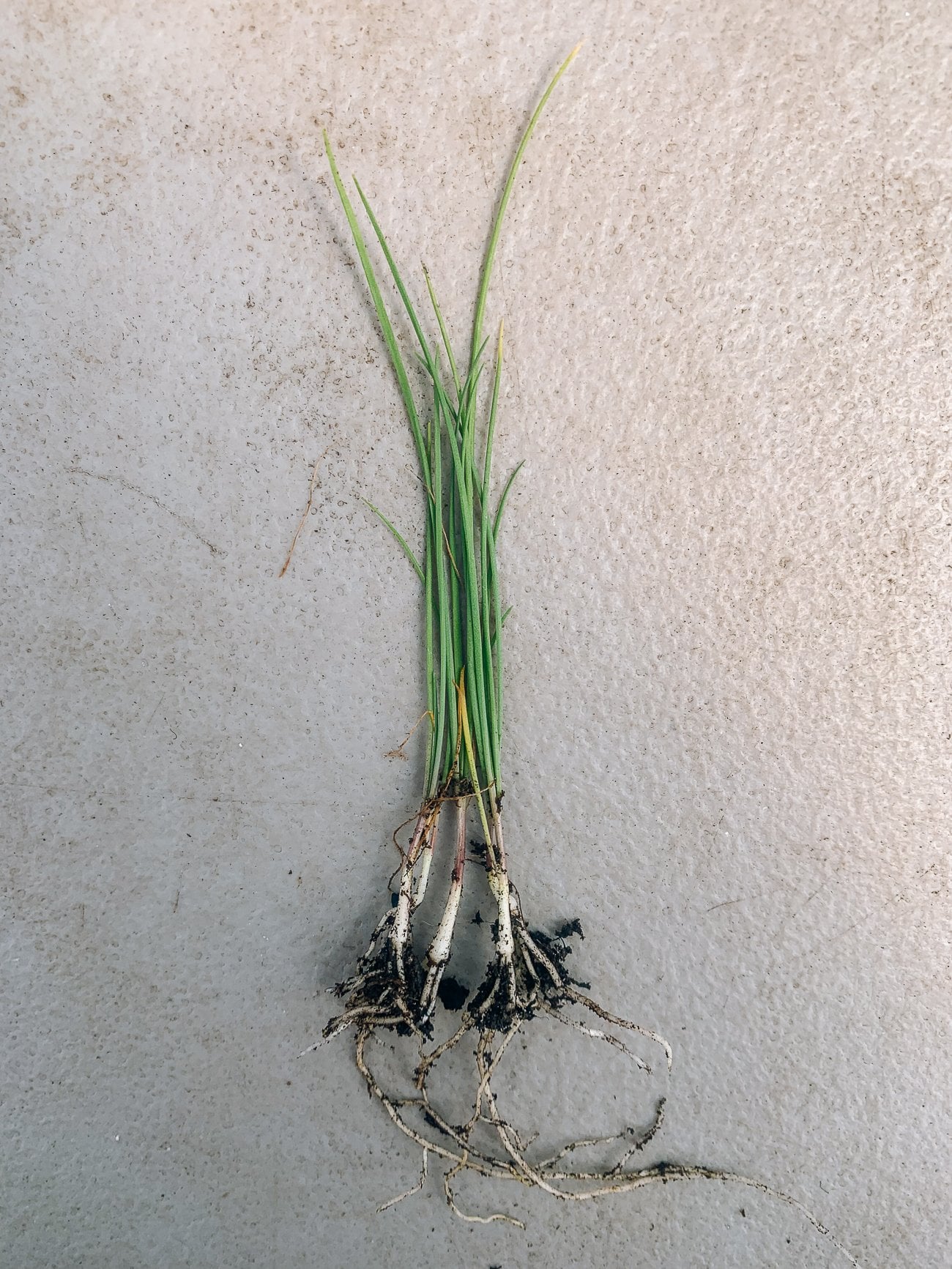 Young Chinese Chives Plant