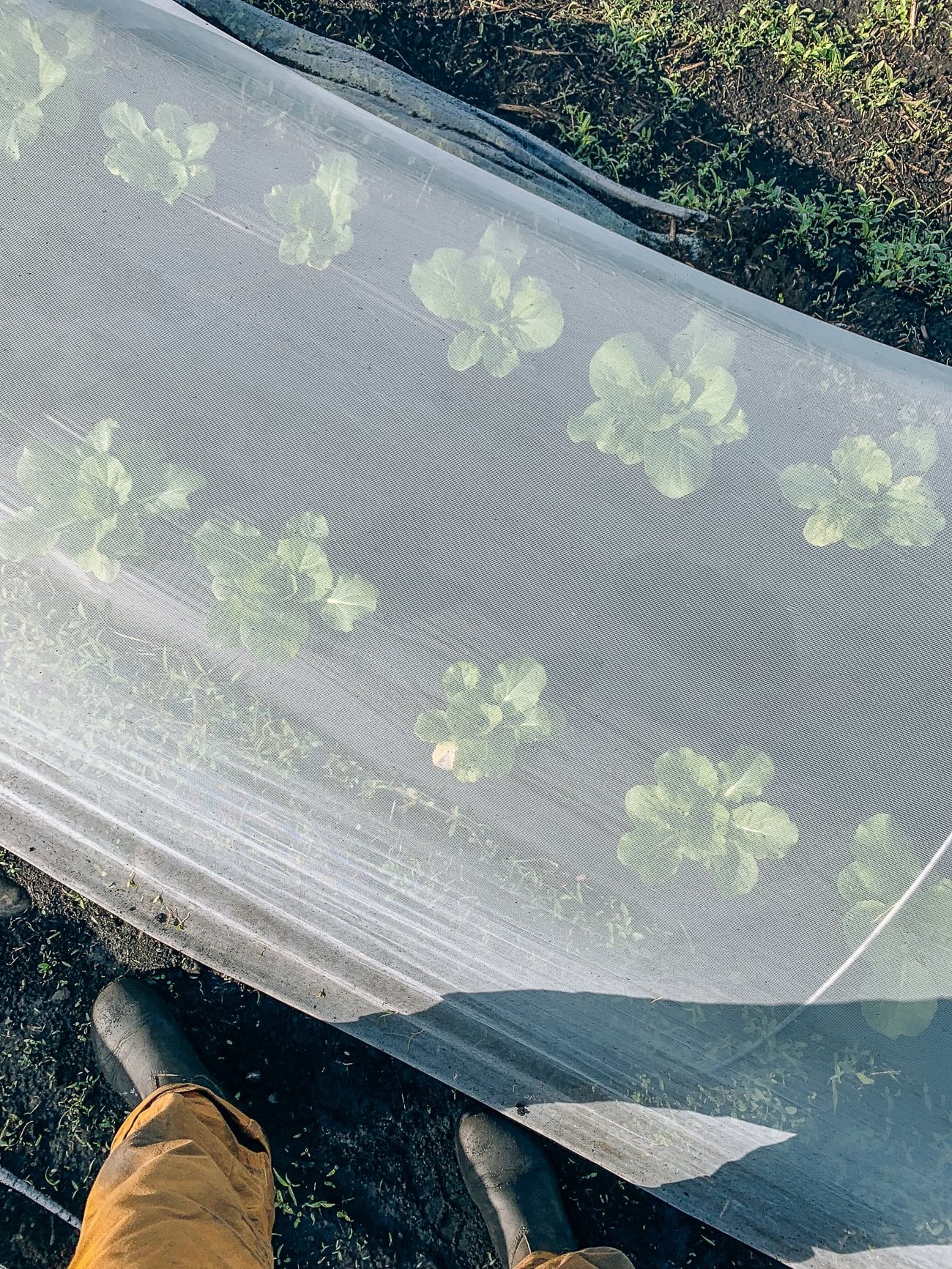 Plants under netting at Choy Division