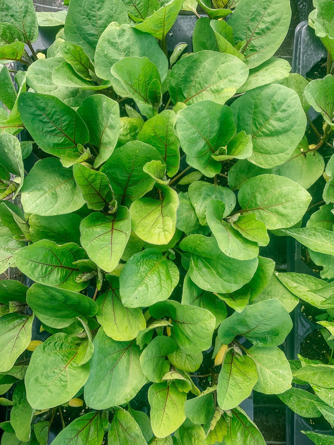 Leafy Greens Growing