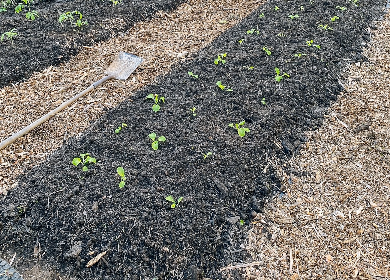 planted bed with wood chips as walkways