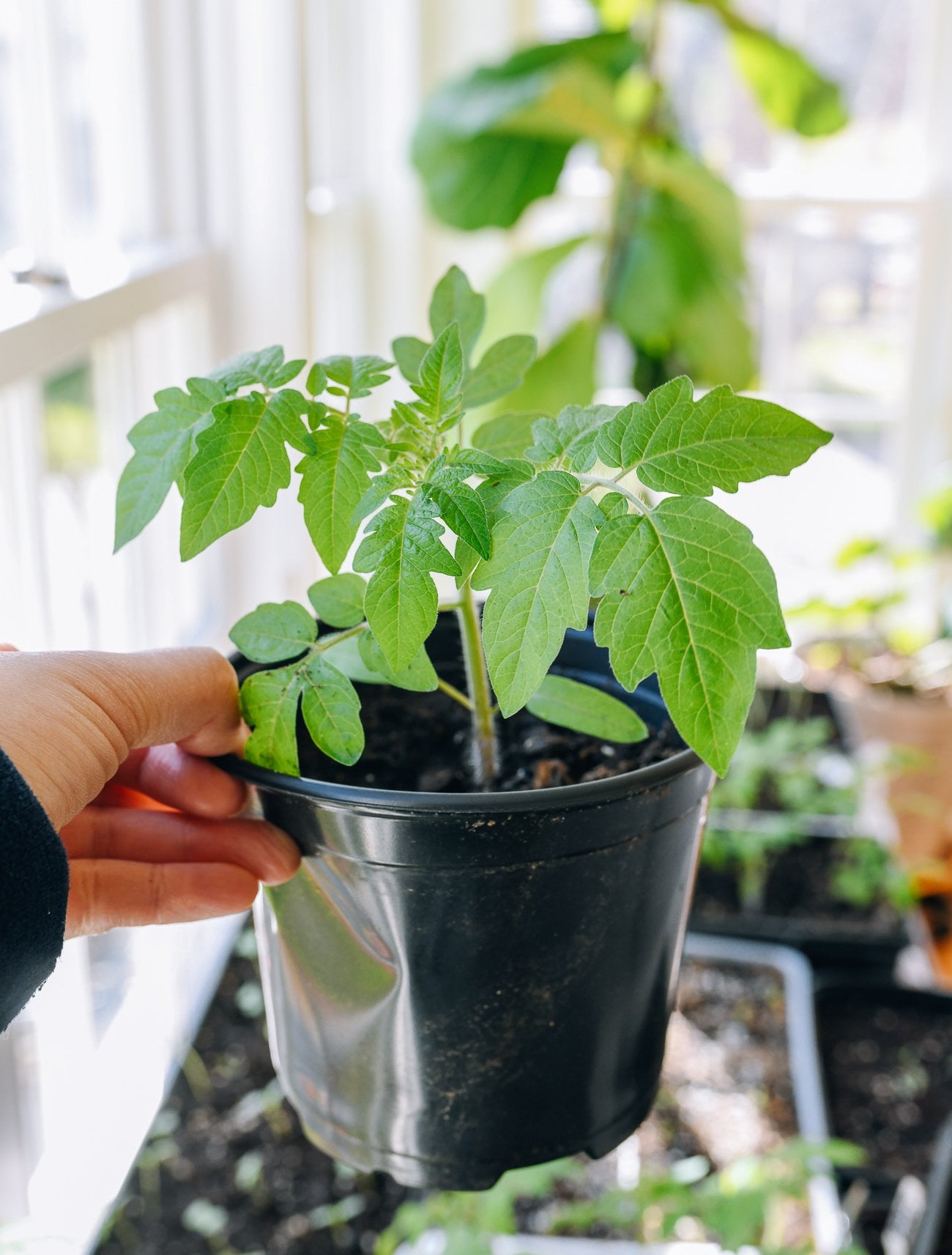 Young tomato plant in pot
