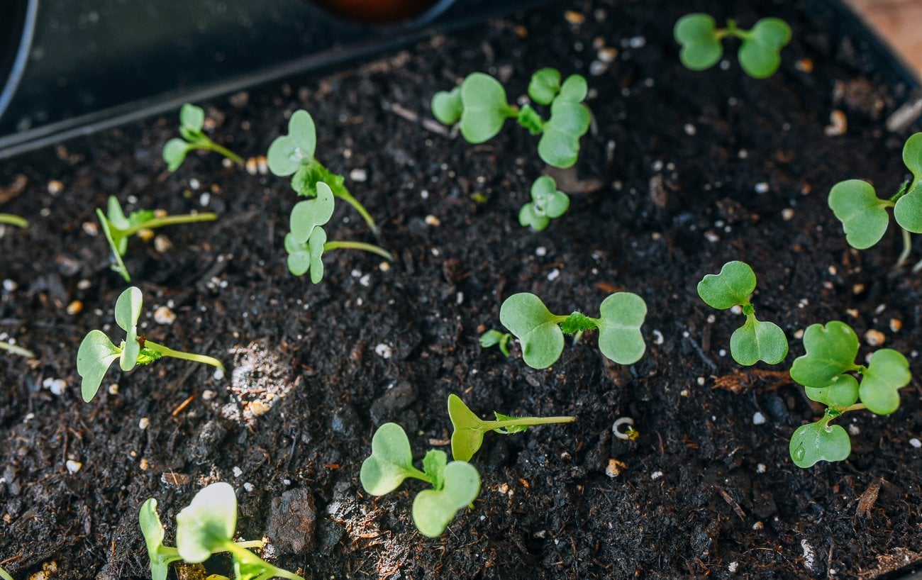 napa cabbage sprouting