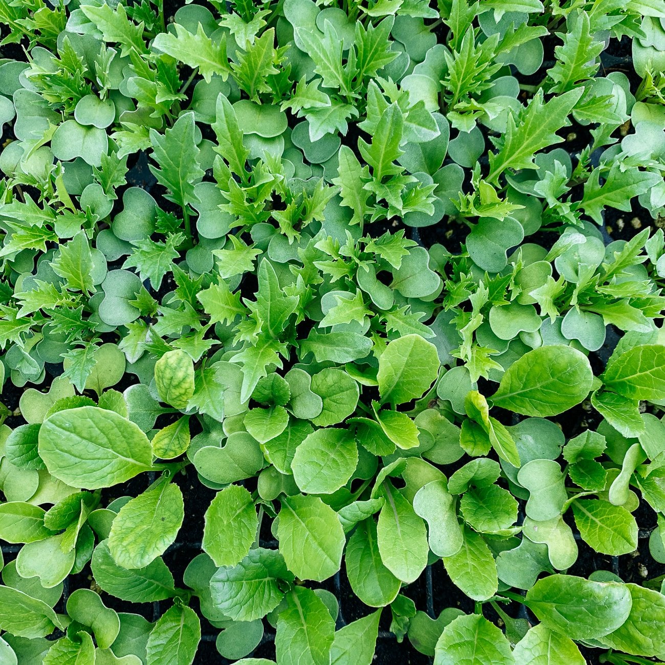 Seedlings overhead shot