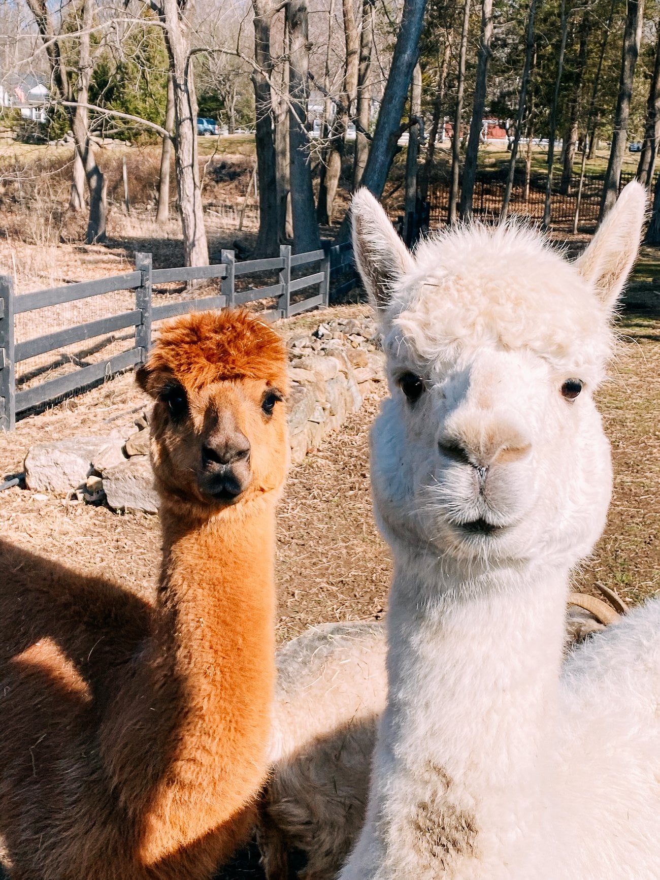 alpacas