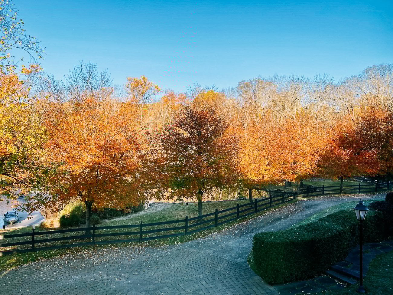 fall colors on maple trees