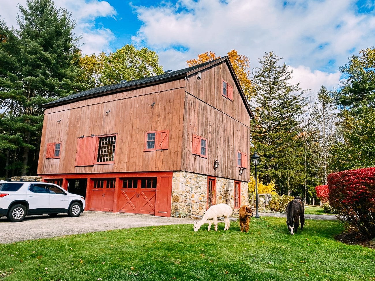barn with alpacas grazing