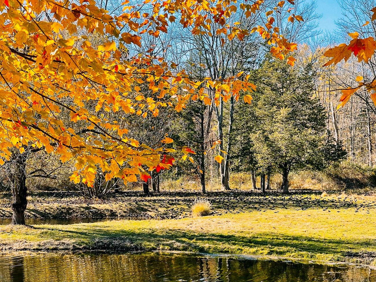 large flock of birds near pond