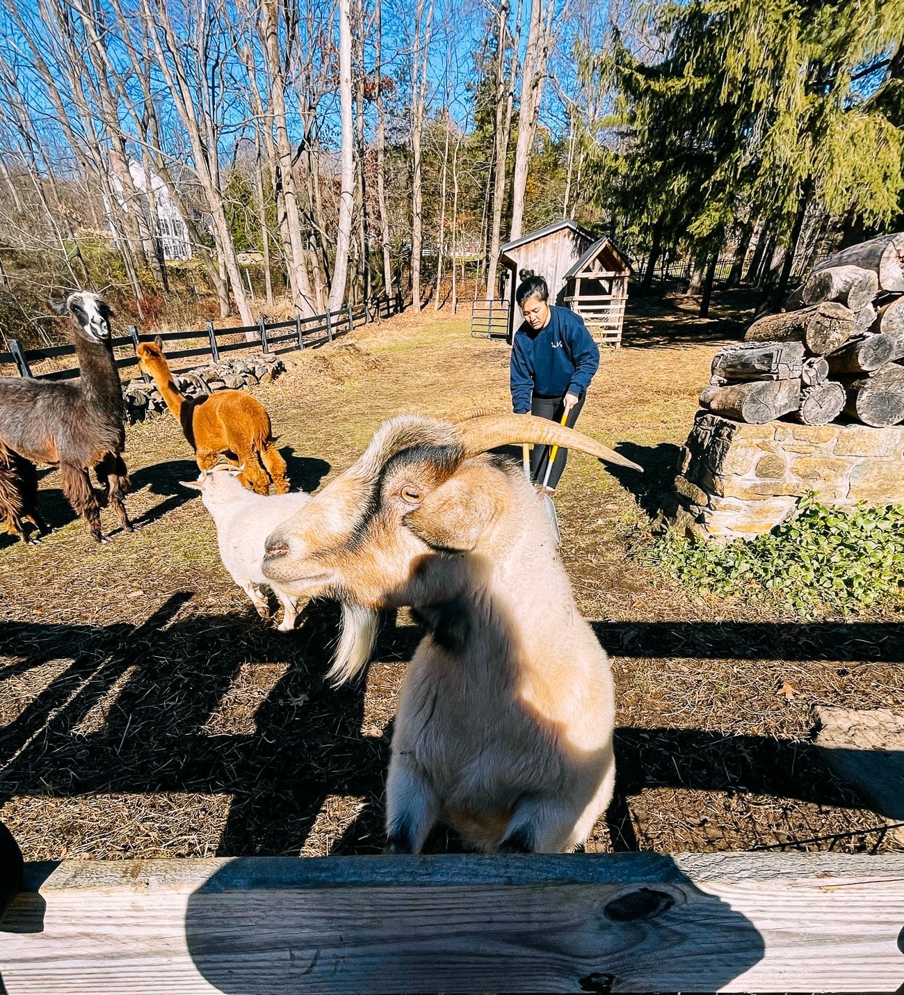 cleaning up manure in animal paddock
