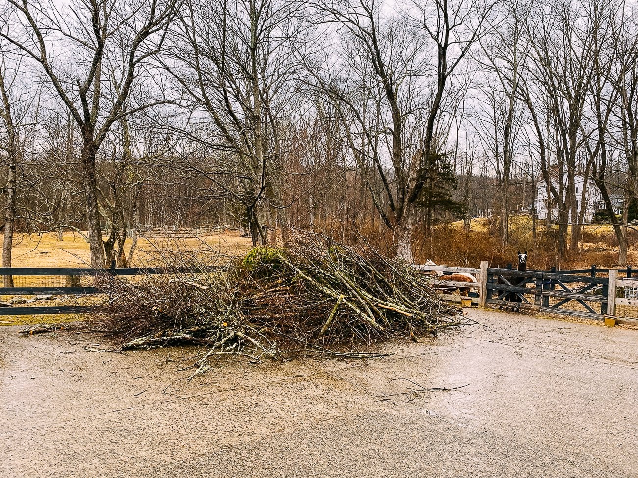 collected brush and pruned branches
