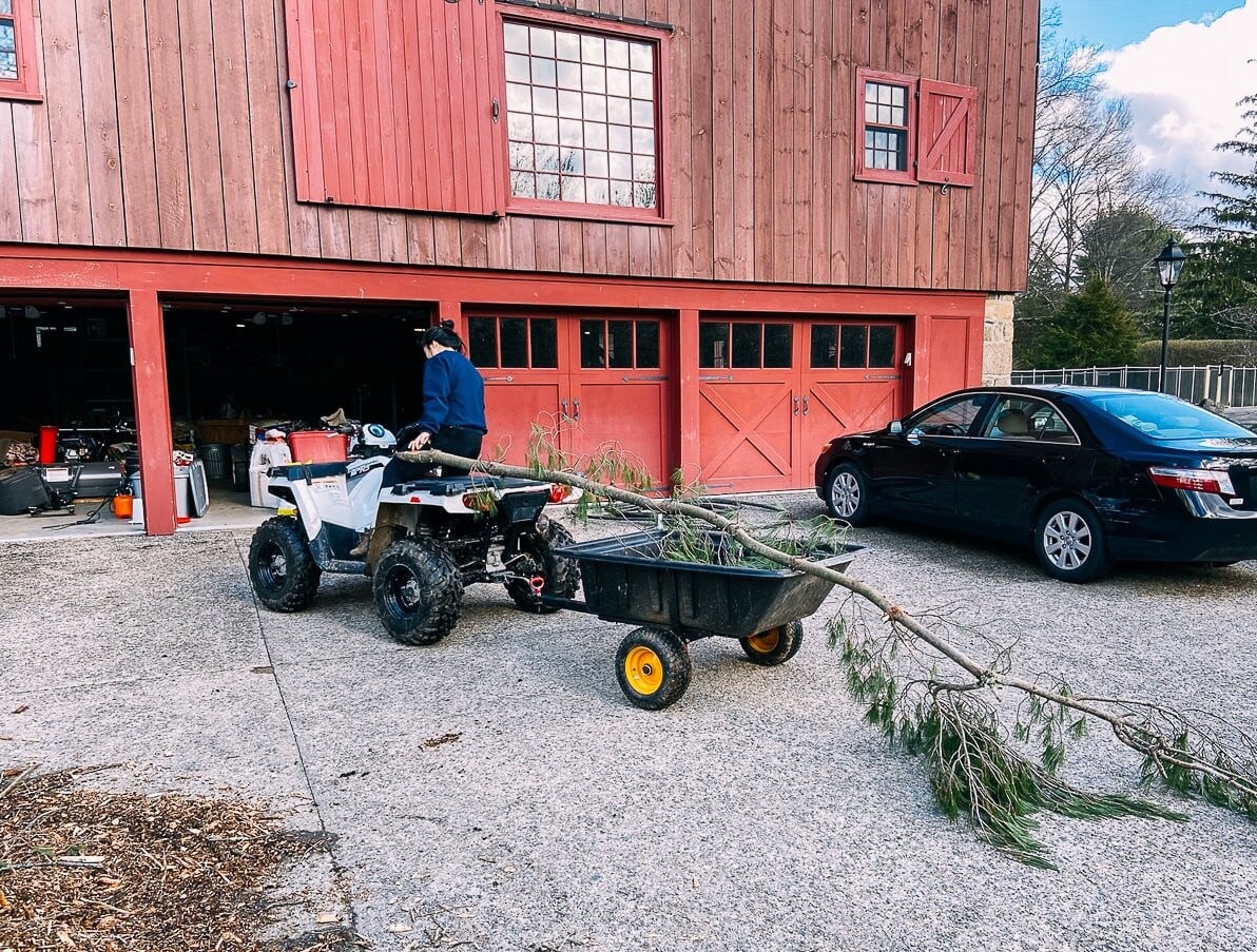 collecting branches from pine tree