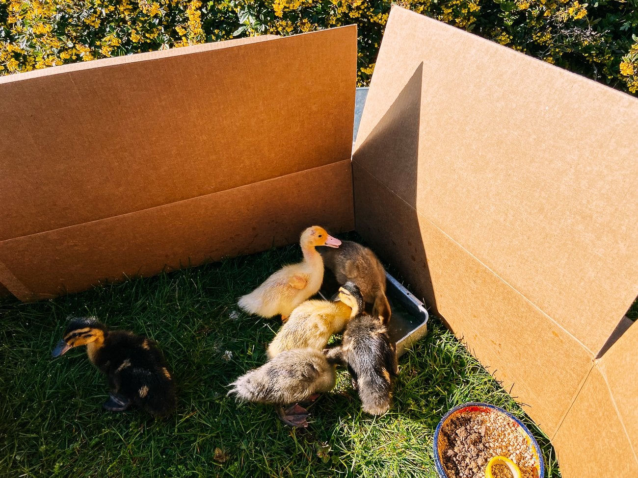ducklings outside