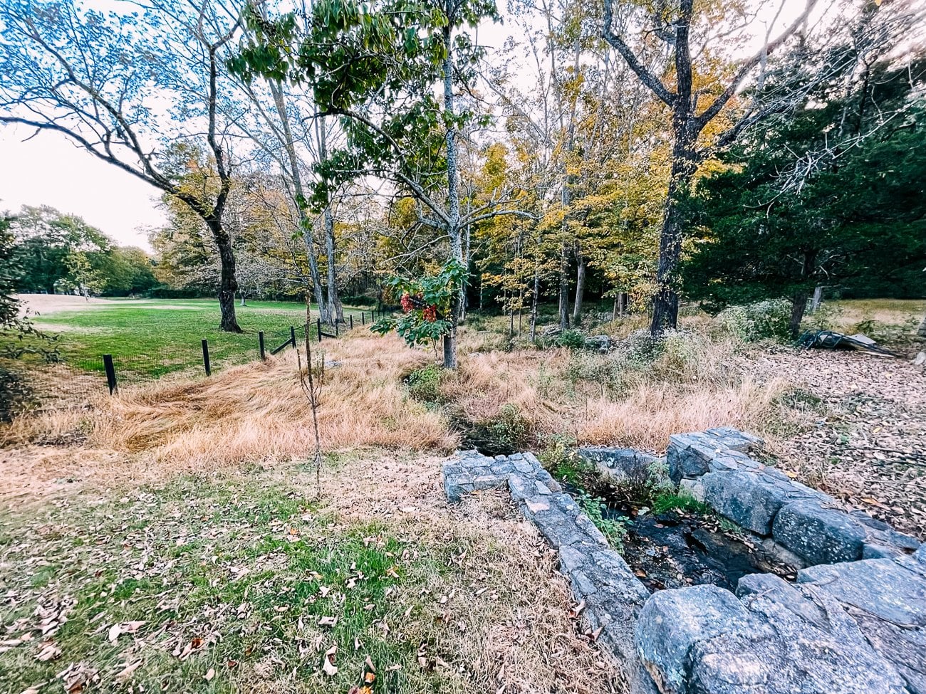 overgrown stream area