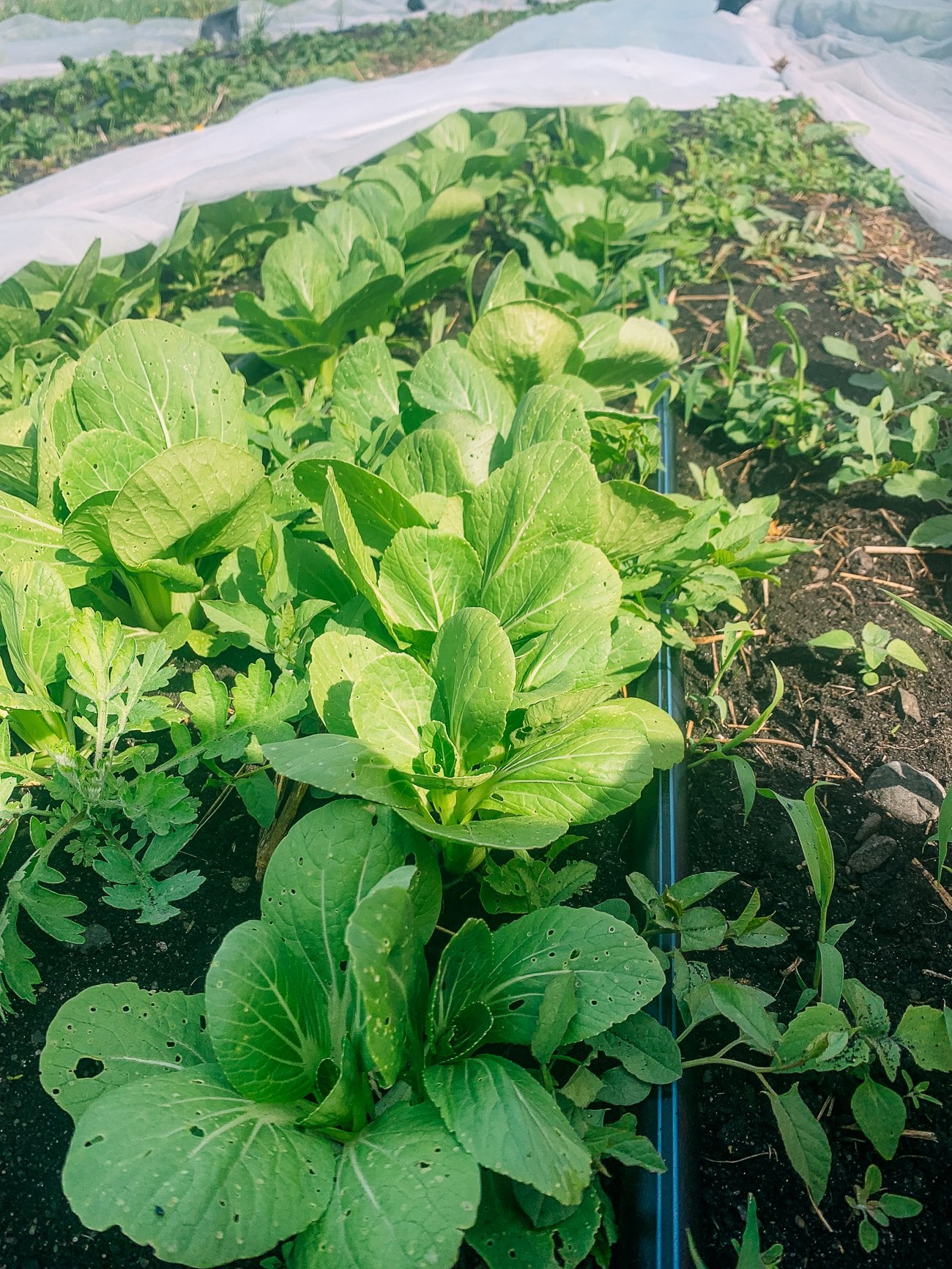Green Stem Bok Choy growing in fields