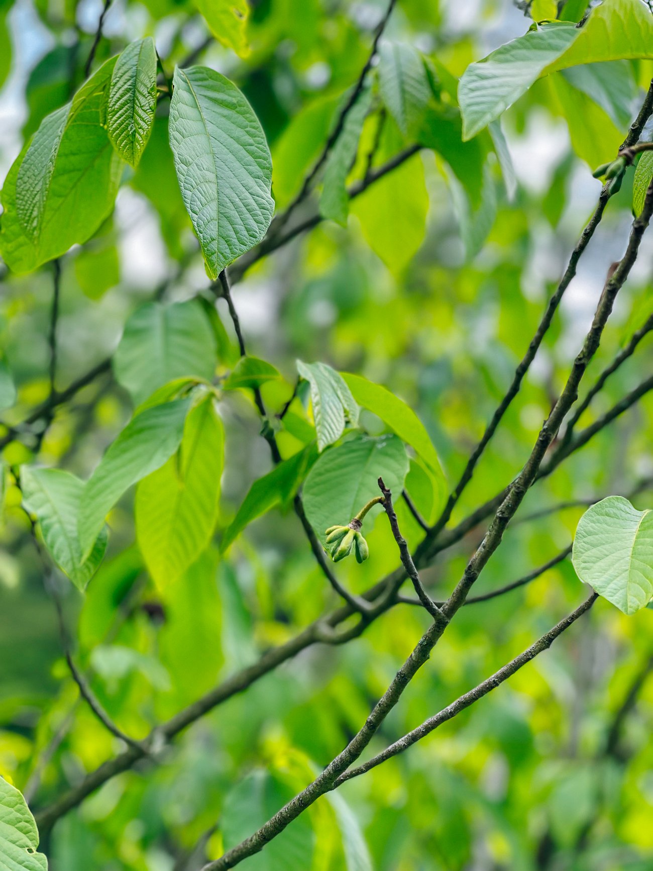 paw paw forming on tree