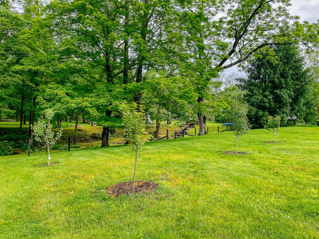 apple and pear trees that started flowering
