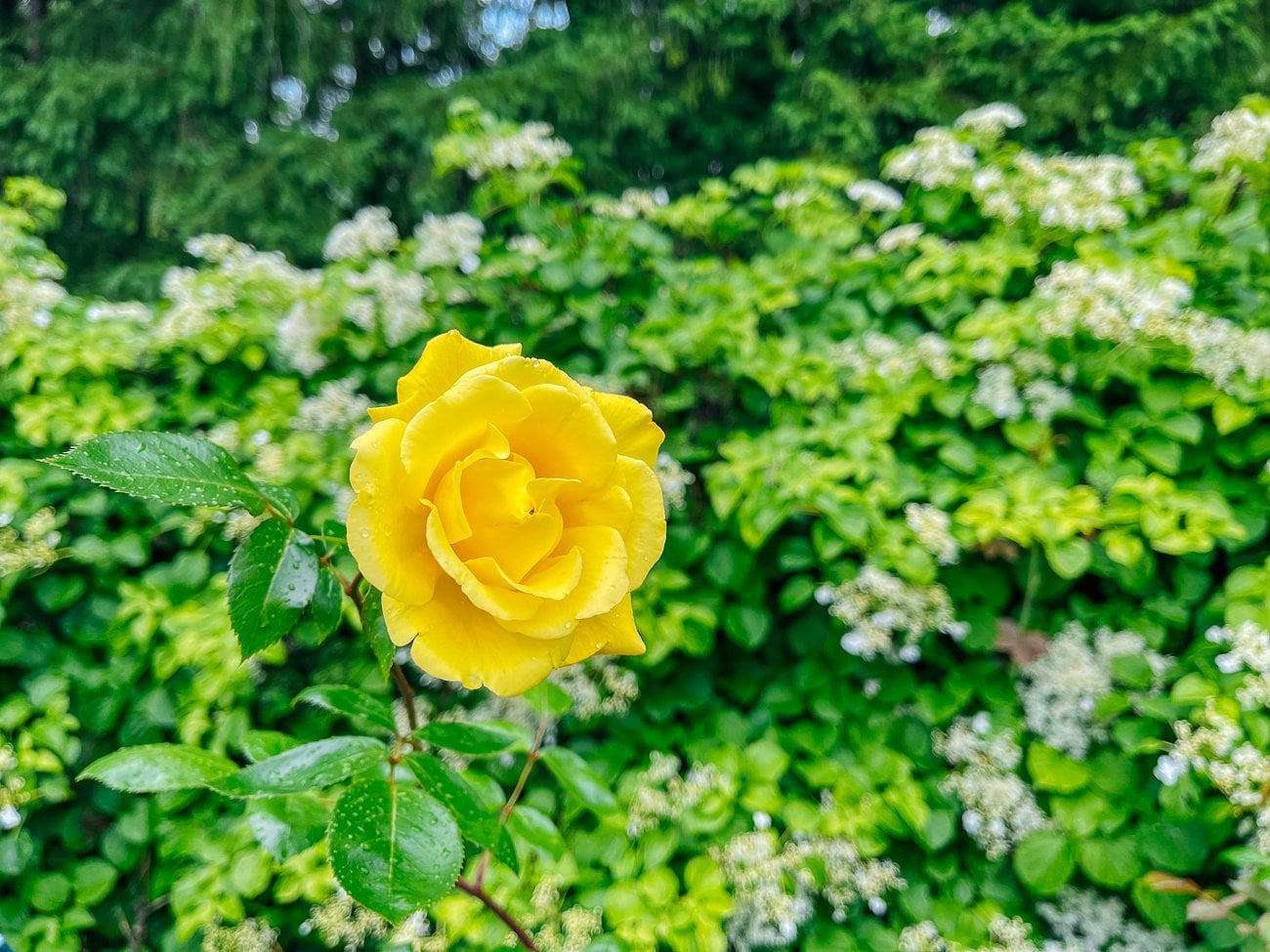 yellow rose