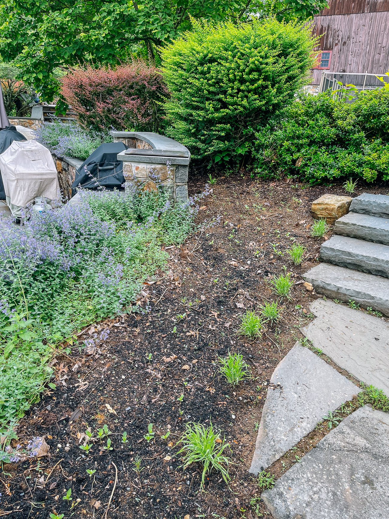 cleared bed bordered with bunny tails grass
