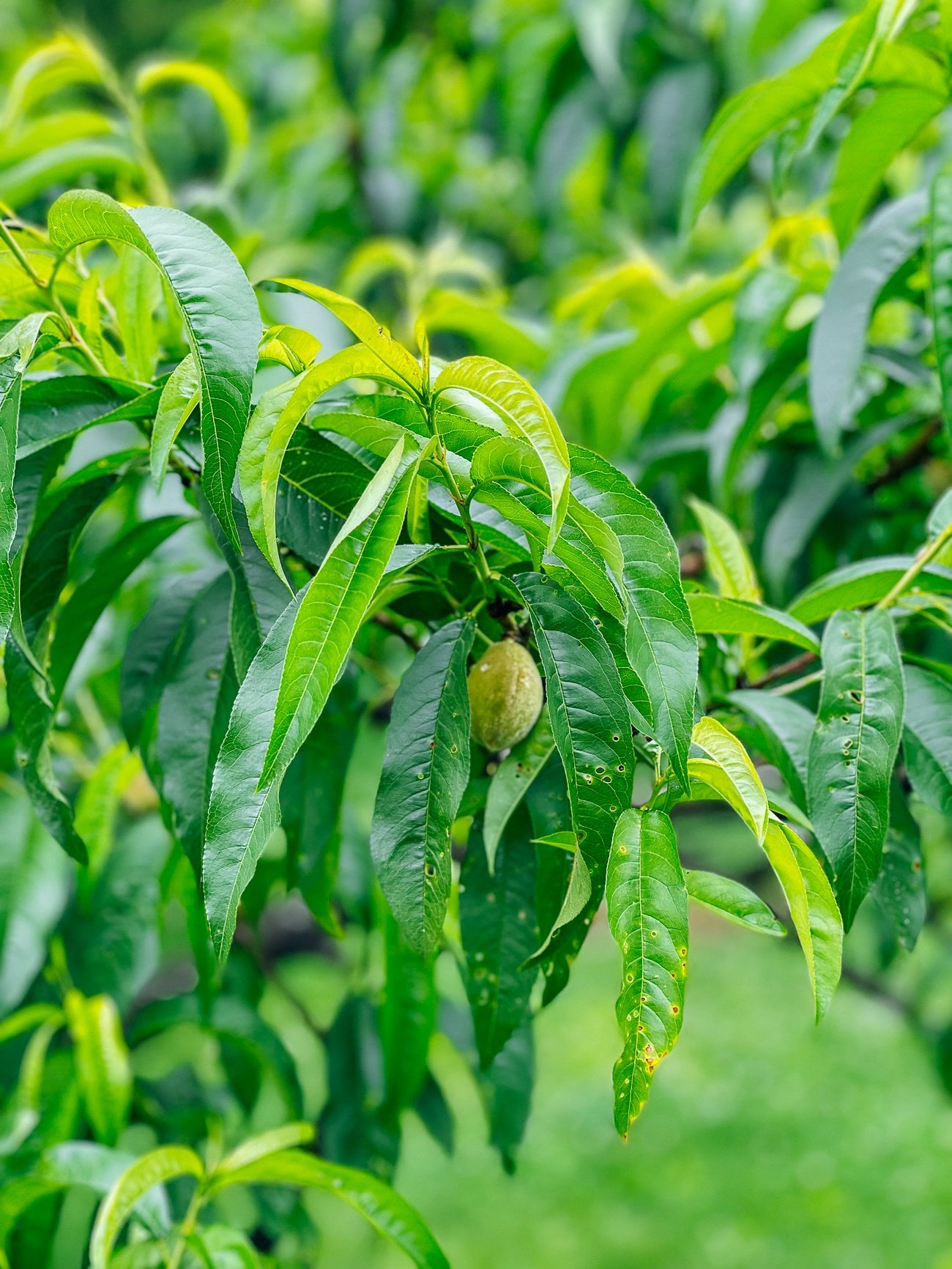 A very young peach growing on the tree