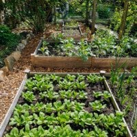How to Grow Bok Choy