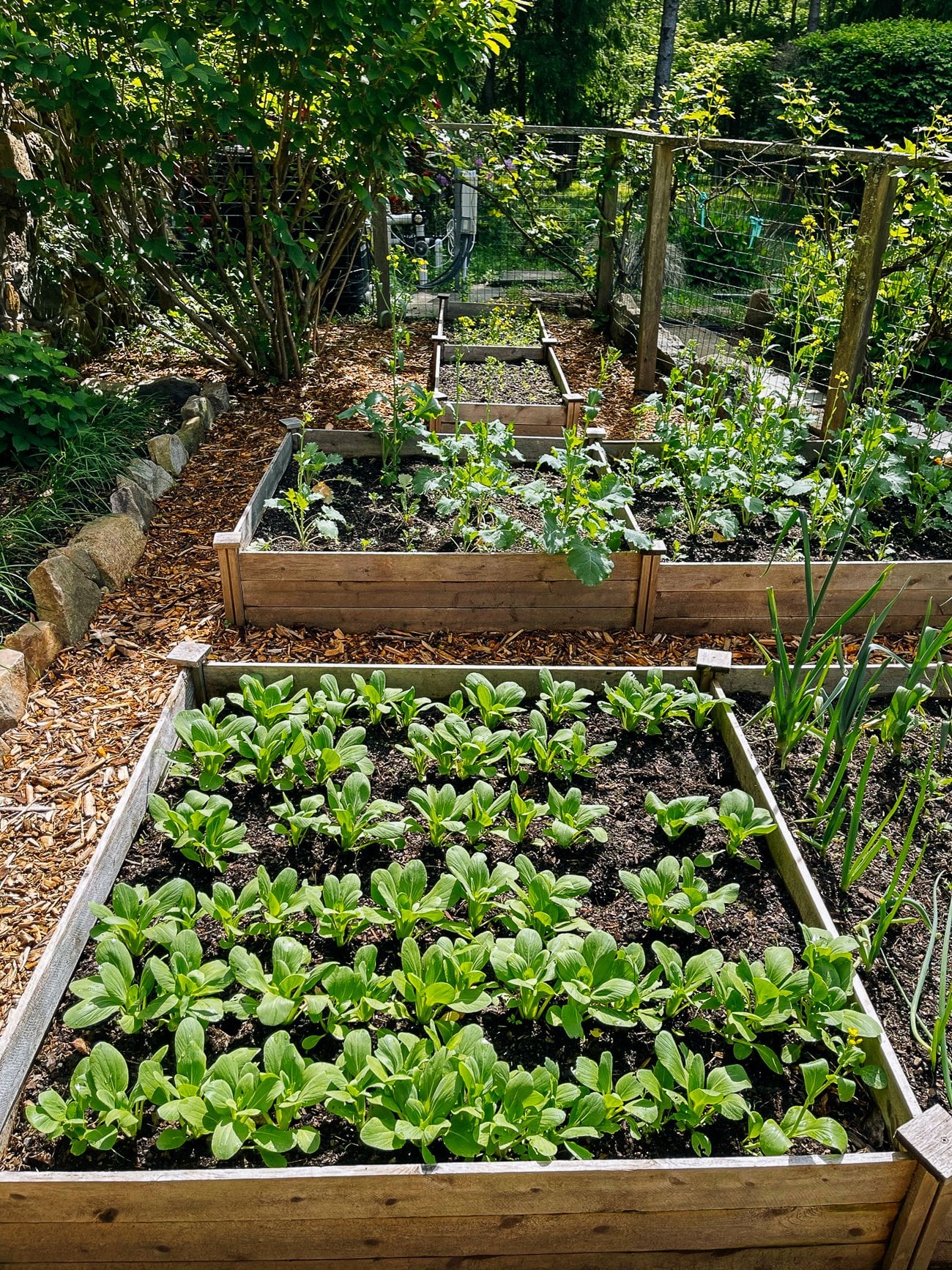 How to Grow Bok Choy