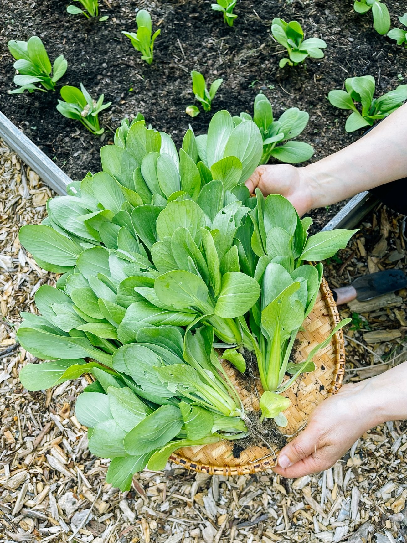 bok choy in basket