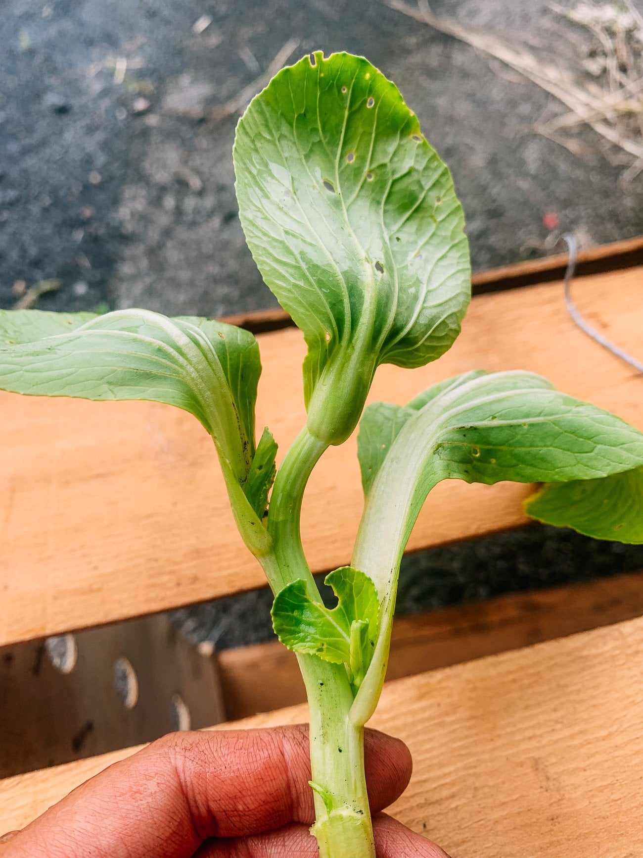 Bok choy plant past its prime