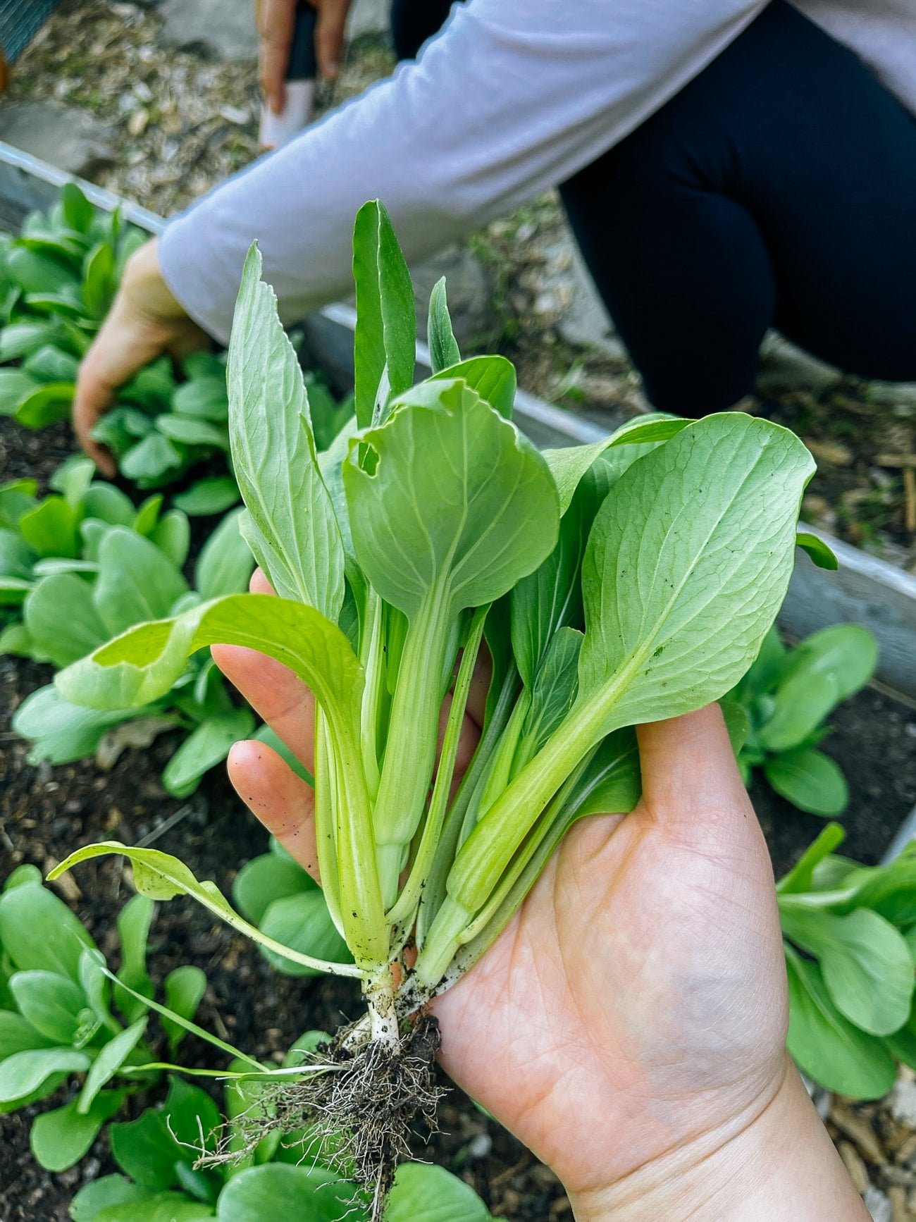 Holding a small bok choy plant