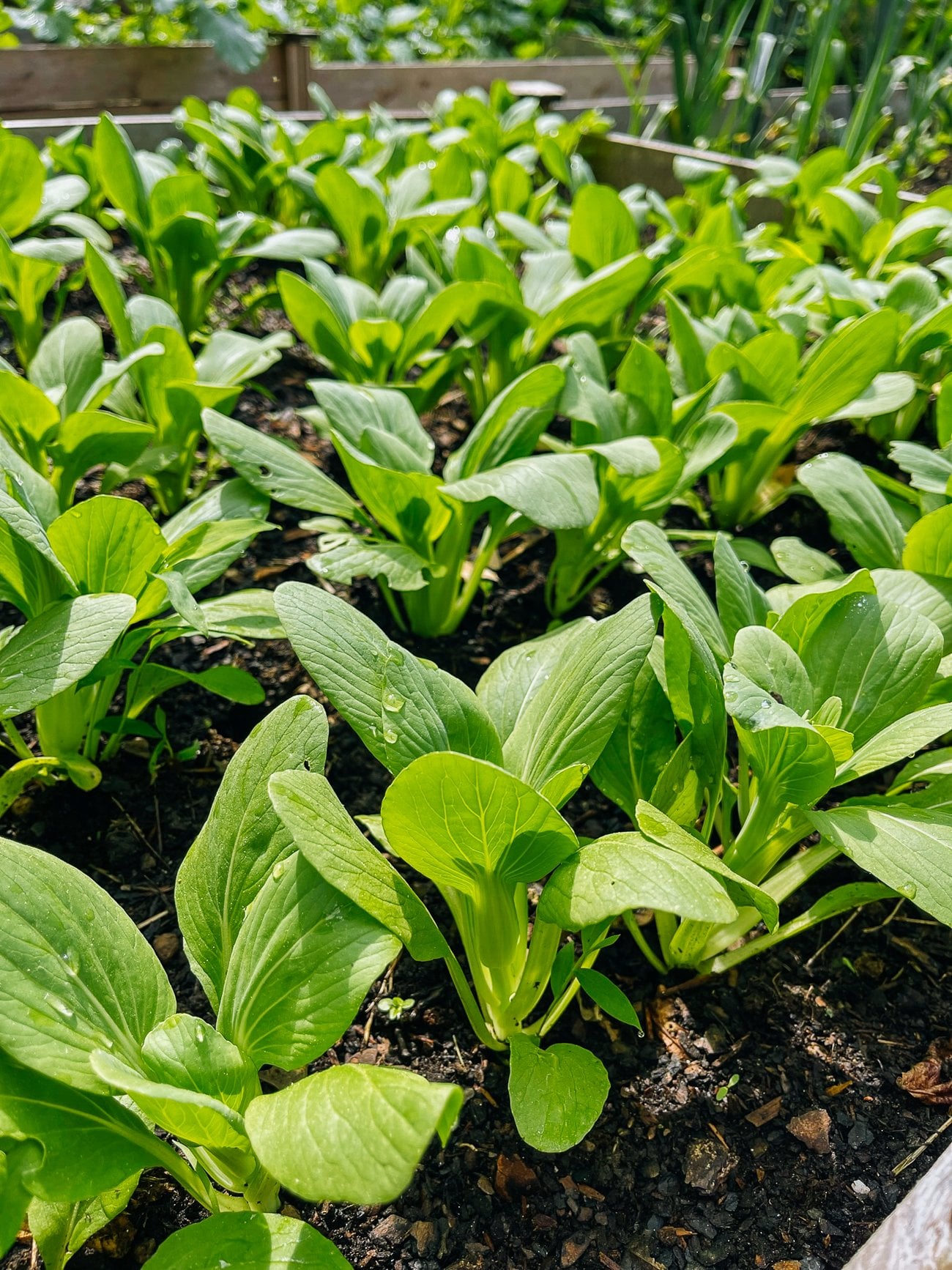 how to grow bok choy