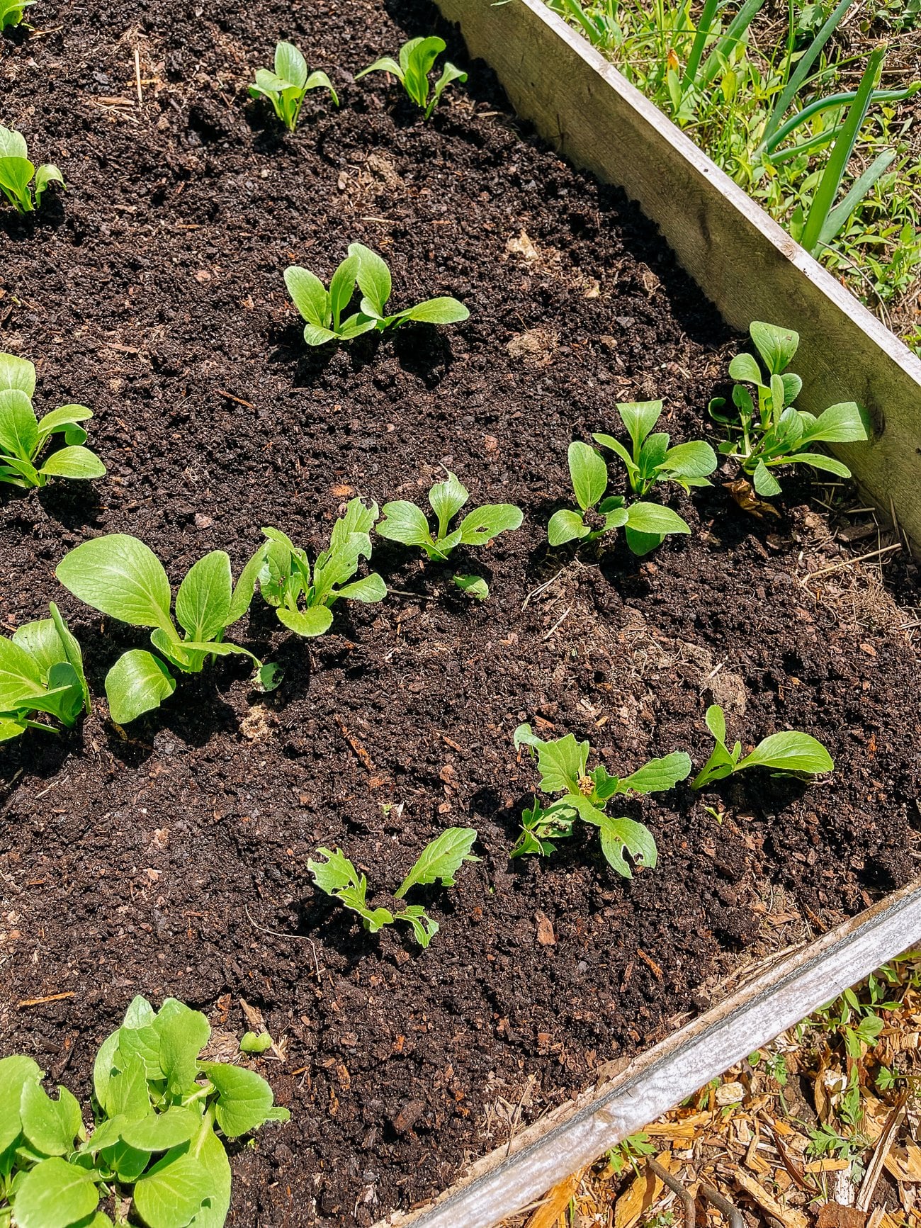 pest damage on young bok choy leaves