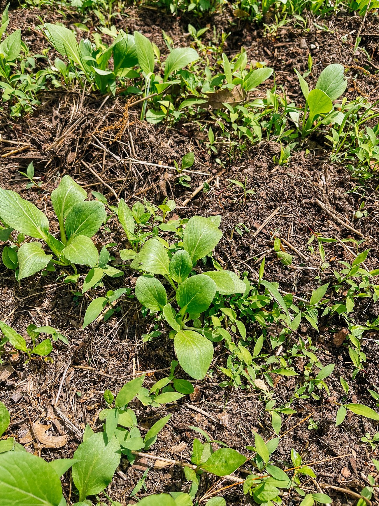 weeds amongst young bok choy plants