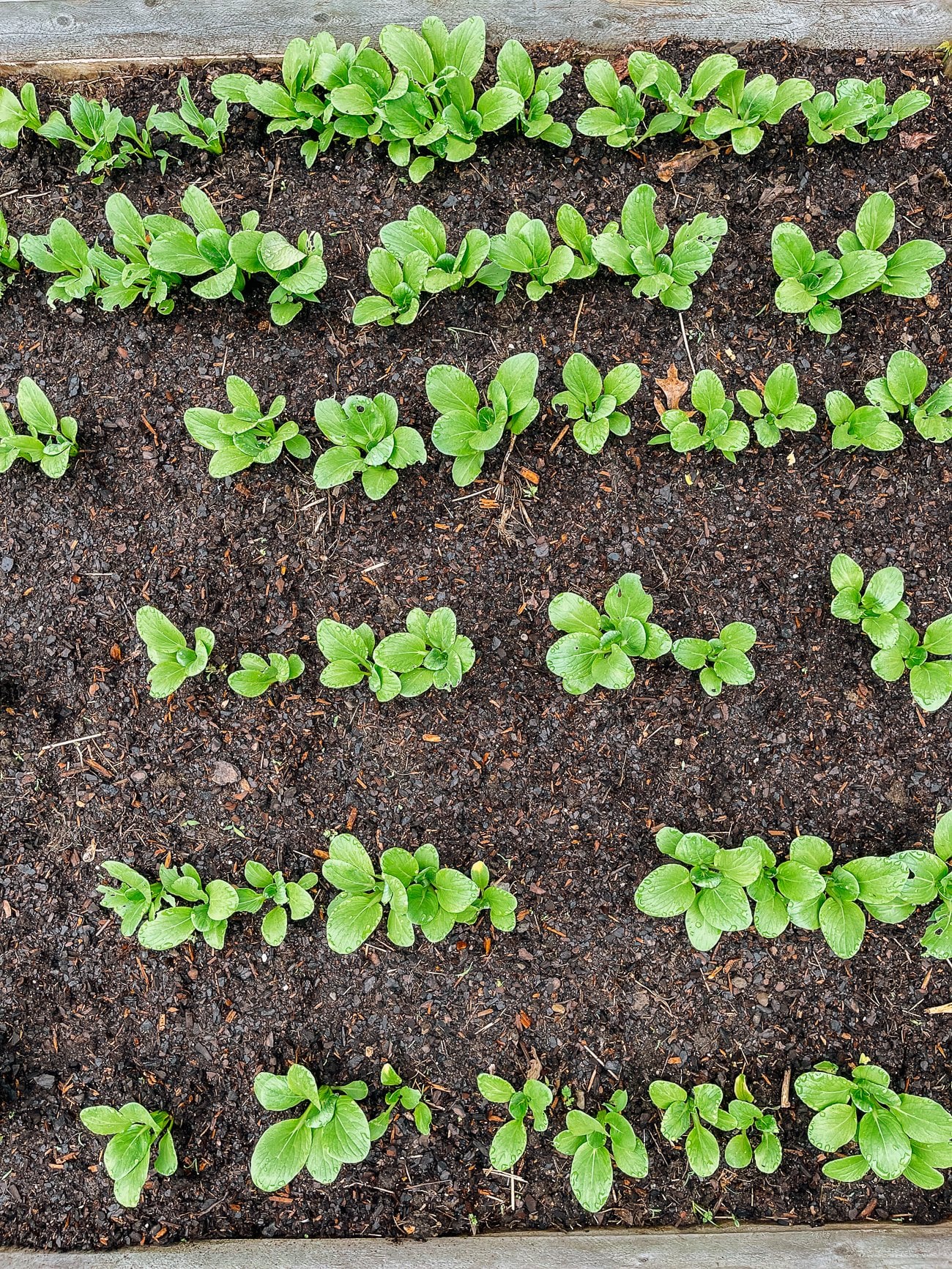 how to grow bok choy