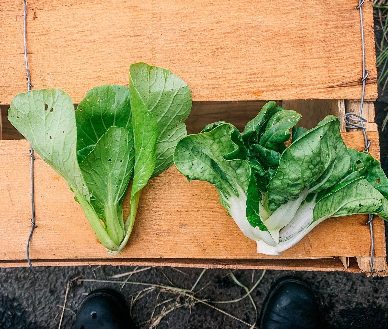 Shanghai green and dwarf bok choy side by side